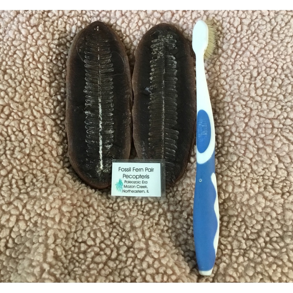 Fossil fern pair.   PECOPTERIS